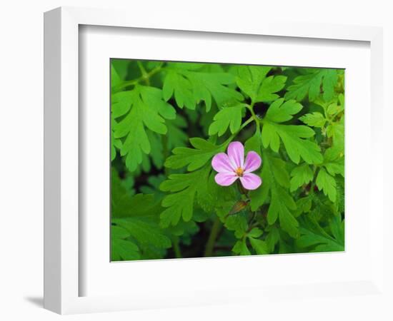 Pink Flower Blooming-Robert Glusic-Framed Photographic Print