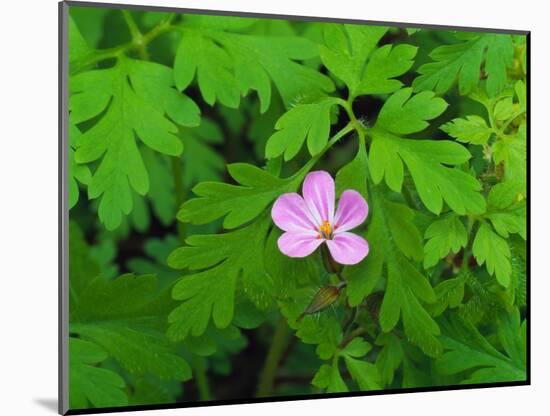 Pink Flower Blooming-Robert Glusic-Mounted Photographic Print