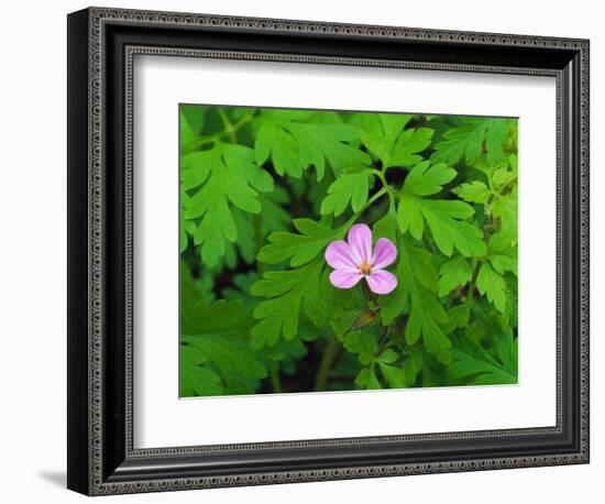 Pink Flower Blooming-Robert Glusic-Framed Photographic Print