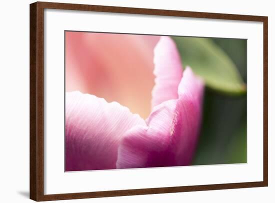 Pink Flower Macro-Lindsay Daniels-Framed Photographic Print