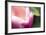 Pink Flower Macro-Lindsay Daniels-Framed Photographic Print