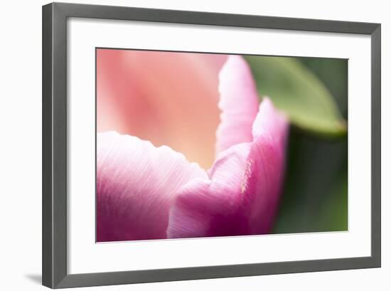 Pink Flower Macro-Lindsay Daniels-Framed Photographic Print