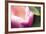 Pink Flower Macro-Lindsay Daniels-Framed Photographic Print