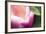 Pink Flower Macro-Lindsay Daniels-Framed Photographic Print