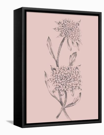 Pink Flower Sketch Illustration II-Jasmine Woods-Framed Stretched Canvas