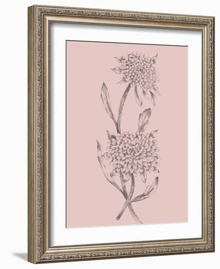 Pink Flower Sketch Illustration II-Jasmine Woods-Framed Art Print