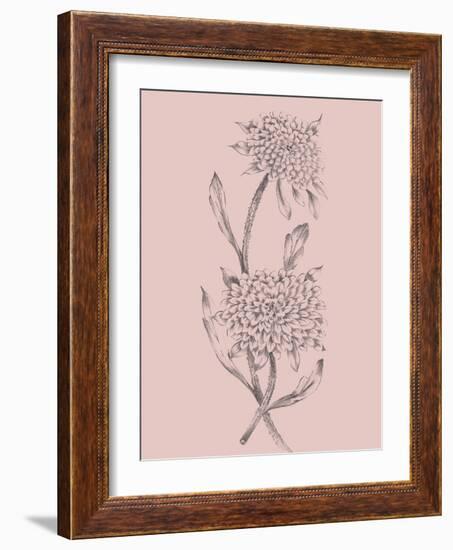 Pink Flower Sketch Illustration II-Jasmine Woods-Framed Art Print