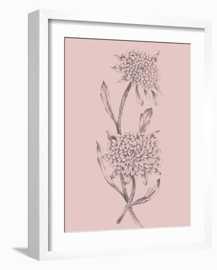 Pink Flower Sketch Illustration II-Jasmine Woods-Framed Art Print