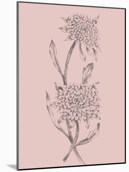 Pink Flower Sketch Illustration II-Jasmine Woods-Mounted Art Print
