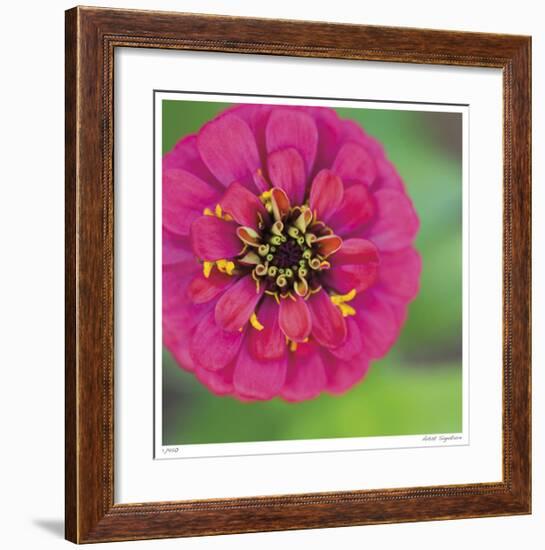 Pink Flower Surprise-Stacy Bass-Framed Giclee Print