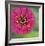 Pink Flower Surprise-Stacy Bass-Framed Giclee Print