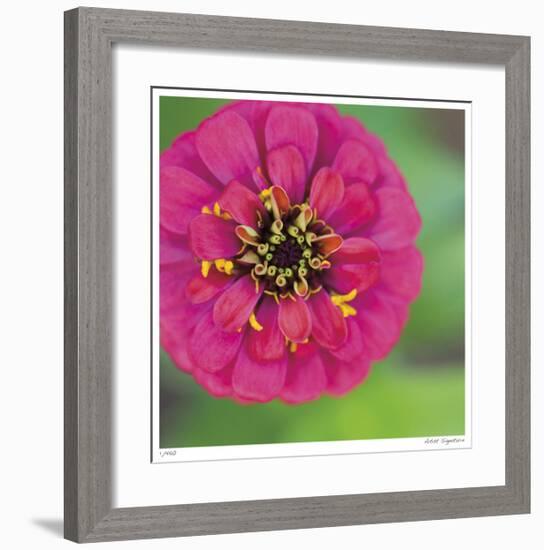 Pink Flower Surprise-Stacy Bass-Framed Giclee Print