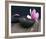 Pink Flower-Amelie Vuillon-Framed Art Print