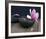 Pink Flower-Amelie Vuillon-Framed Art Print