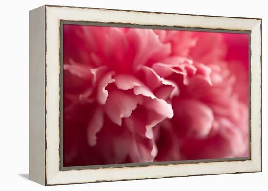 Pink Flower-PhotoINC-Framed Premier Image Canvas