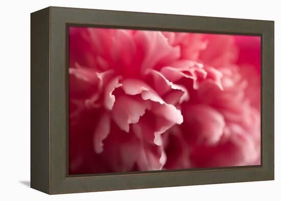 Pink Flower-PhotoINC-Framed Premier Image Canvas