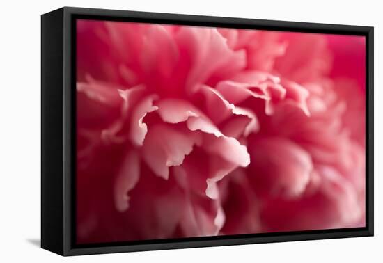 Pink Flower-PhotoINC-Framed Premier Image Canvas