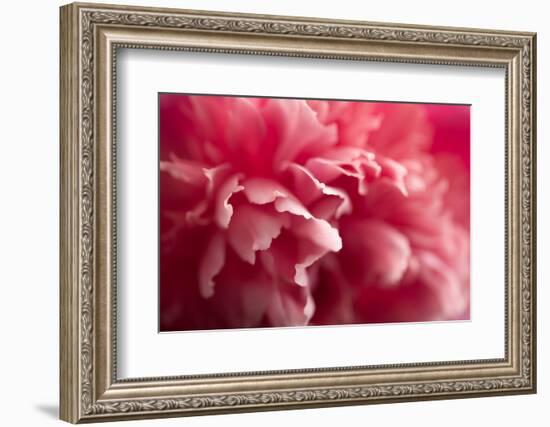 Pink Flower-PhotoINC-Framed Photographic Print