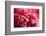 Pink Flower-PhotoINC-Framed Photographic Print