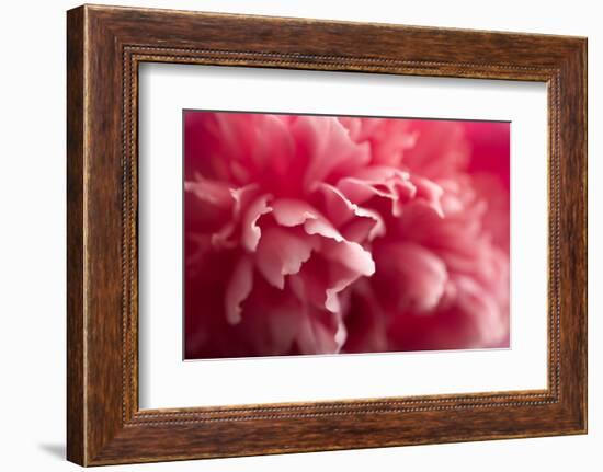 Pink Flower-PhotoINC-Framed Photographic Print