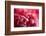 Pink Flower-PhotoINC-Framed Photographic Print