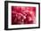 Pink Flower-PhotoINC-Framed Photographic Print