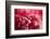 Pink Flower-PhotoINC-Framed Photographic Print