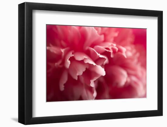 Pink Flower-PhotoINC-Framed Photographic Print