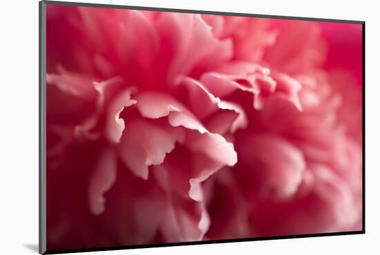 Pink Flower-PhotoINC-Mounted Photographic Print