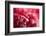 Pink Flower-PhotoINC-Framed Photographic Print