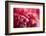 Pink Flower-PhotoINC-Framed Photographic Print