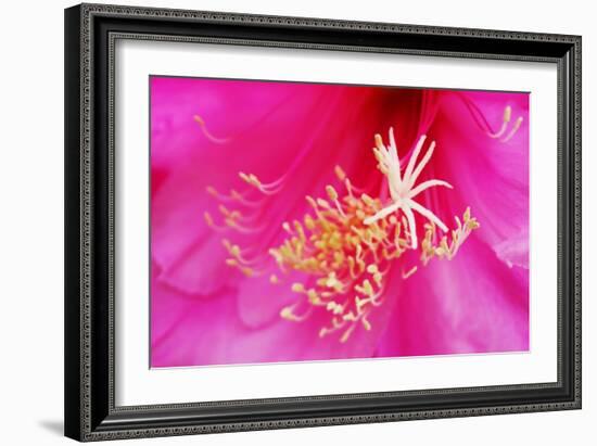 Pink Flower-Martina Bleichner-Framed Art Print