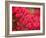 Pink Flower-Savanah Plank-Framed Photo