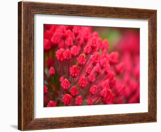 Pink Flower-Savanah Plank-Framed Photo