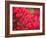 Pink Flower-Savanah Plank-Framed Photo