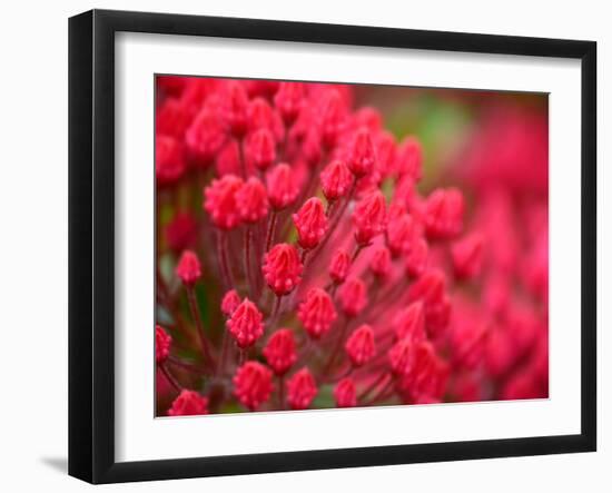 Pink Flower-Savanah Plank-Framed Photo