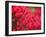 Pink Flower-Savanah Plank-Framed Photo