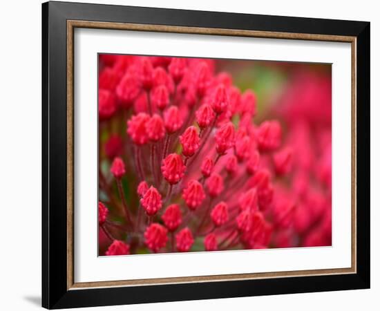 Pink Flower-Savanah Plank-Framed Photo