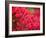 Pink Flower-Savanah Plank-Framed Photo