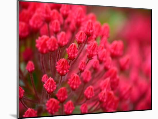 Pink Flower-Savanah Plank-Mounted Photo