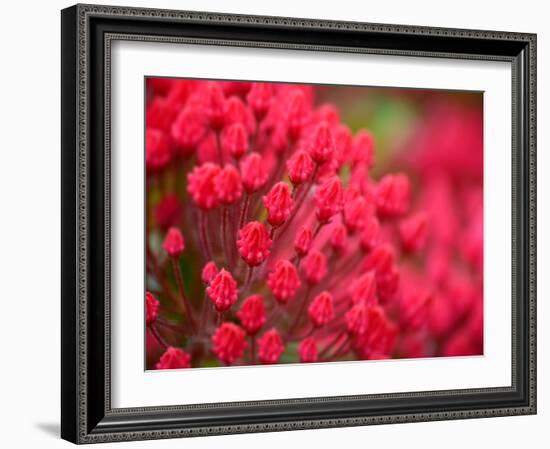 Pink Flower-Savanah Plank-Framed Photo