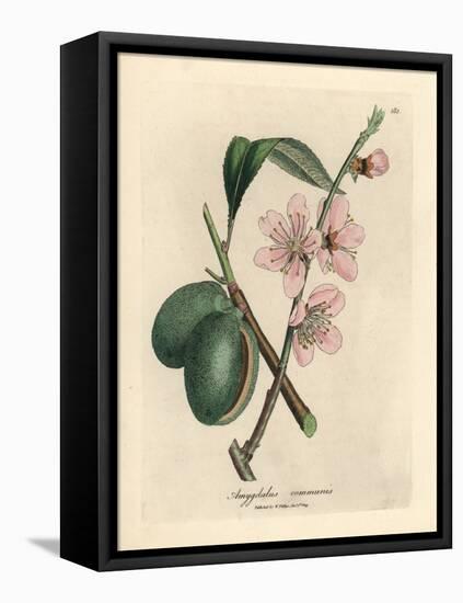 Pink Flowered Almond Tree, Amygdalus Communis-James Sowerby-Framed Premier Image Canvas