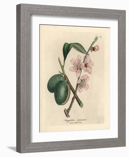 Pink Flowered Almond Tree, Amygdalus Communis-James Sowerby-Framed Giclee Print