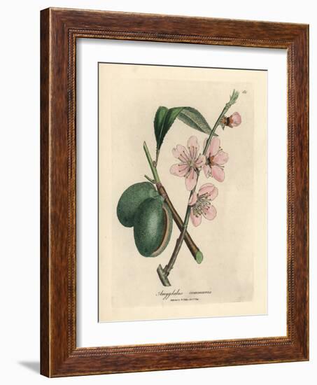 Pink Flowered Almond Tree, Amygdalus Communis-James Sowerby-Framed Giclee Print