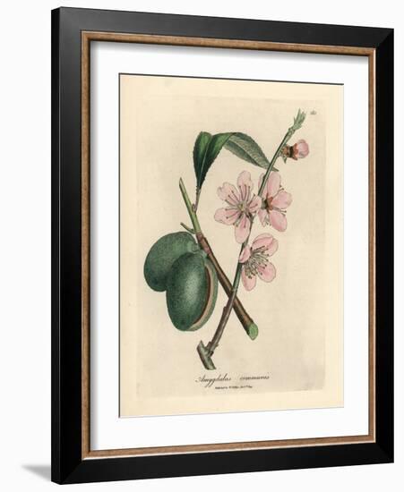 Pink Flowered Almond Tree, Amygdalus Communis-James Sowerby-Framed Giclee Print