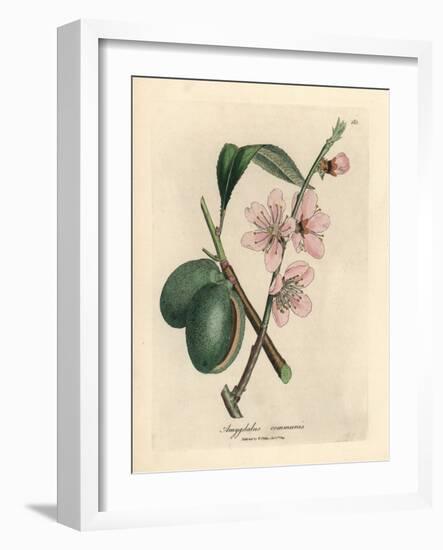 Pink Flowered Almond Tree, Amygdalus Communis-James Sowerby-Framed Giclee Print