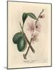 Pink Flowered Almond Tree, Amygdalus Communis-James Sowerby-Mounted Giclee Print