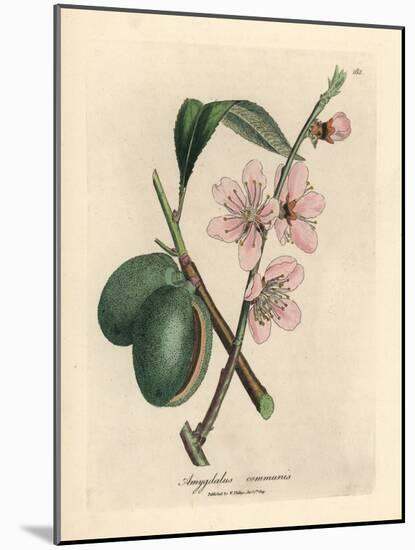 Pink Flowered Almond Tree, Amygdalus Communis-James Sowerby-Mounted Giclee Print