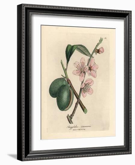 Pink Flowered Almond Tree, Amygdalus Communis-James Sowerby-Framed Giclee Print