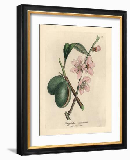 Pink Flowered Almond Tree, Amygdalus Communis-James Sowerby-Framed Giclee Print